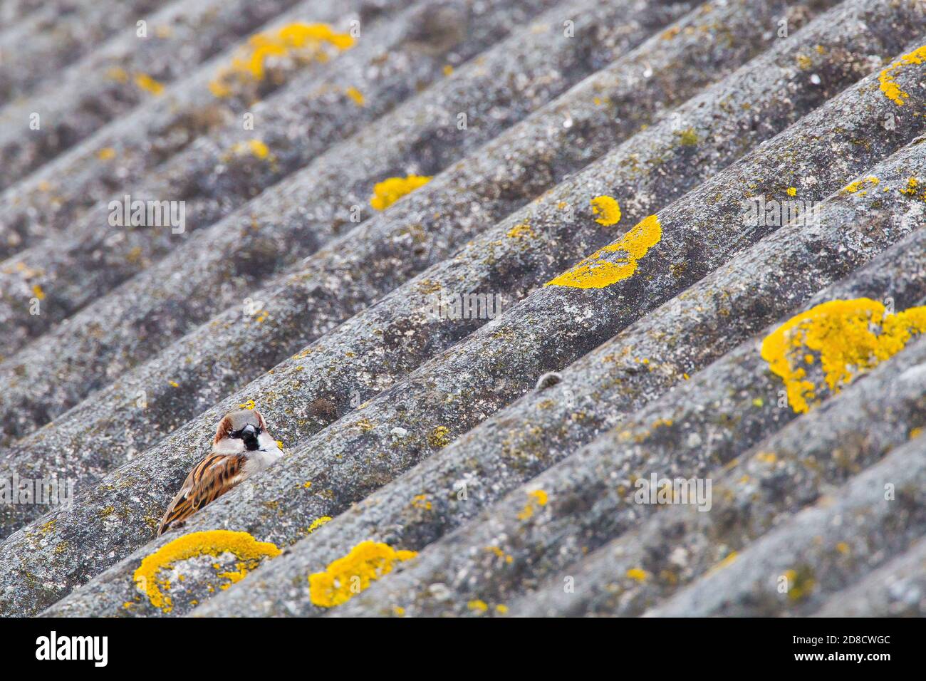 Haussperling (Passer domesticus), männlicher Barsch auf einem gefellten Wellblechdach, Niederlande Stockfoto