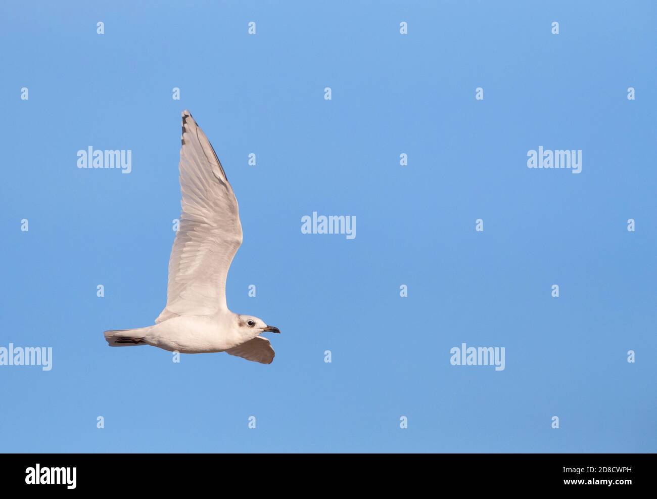 mittelmeermöwe (Ichthyaetus melanocephalus, Larus melanocephalus), zweite-Winter-Mittelmeermöwe im Flug, Spanien Stockfoto