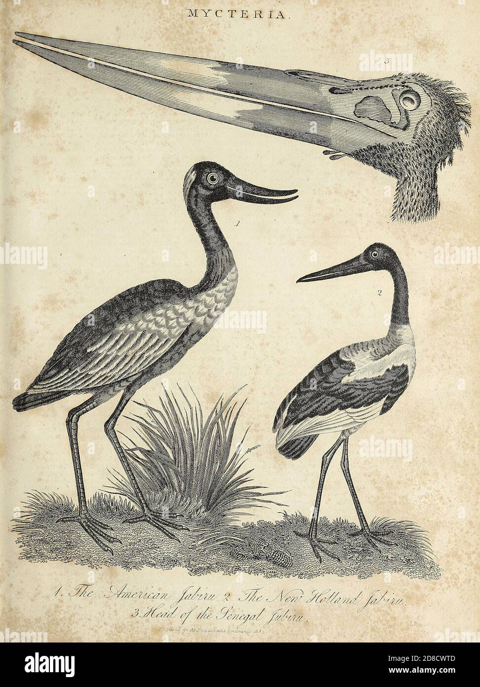 Mycteria ist eine Gattung der großen tropischen Störche [Jabiru] mit Vertretern in den Amerikas, Ostafrika und Süd-und Südostasien Kupferstich aus der Encyclopedia Londinensis oder, Universal Wörterbuch der Künste, Wissenschaften und Literatur; Band XVI; herausgegeben von Wilkes, John. Veröffentlicht 1819 in London Stockfoto