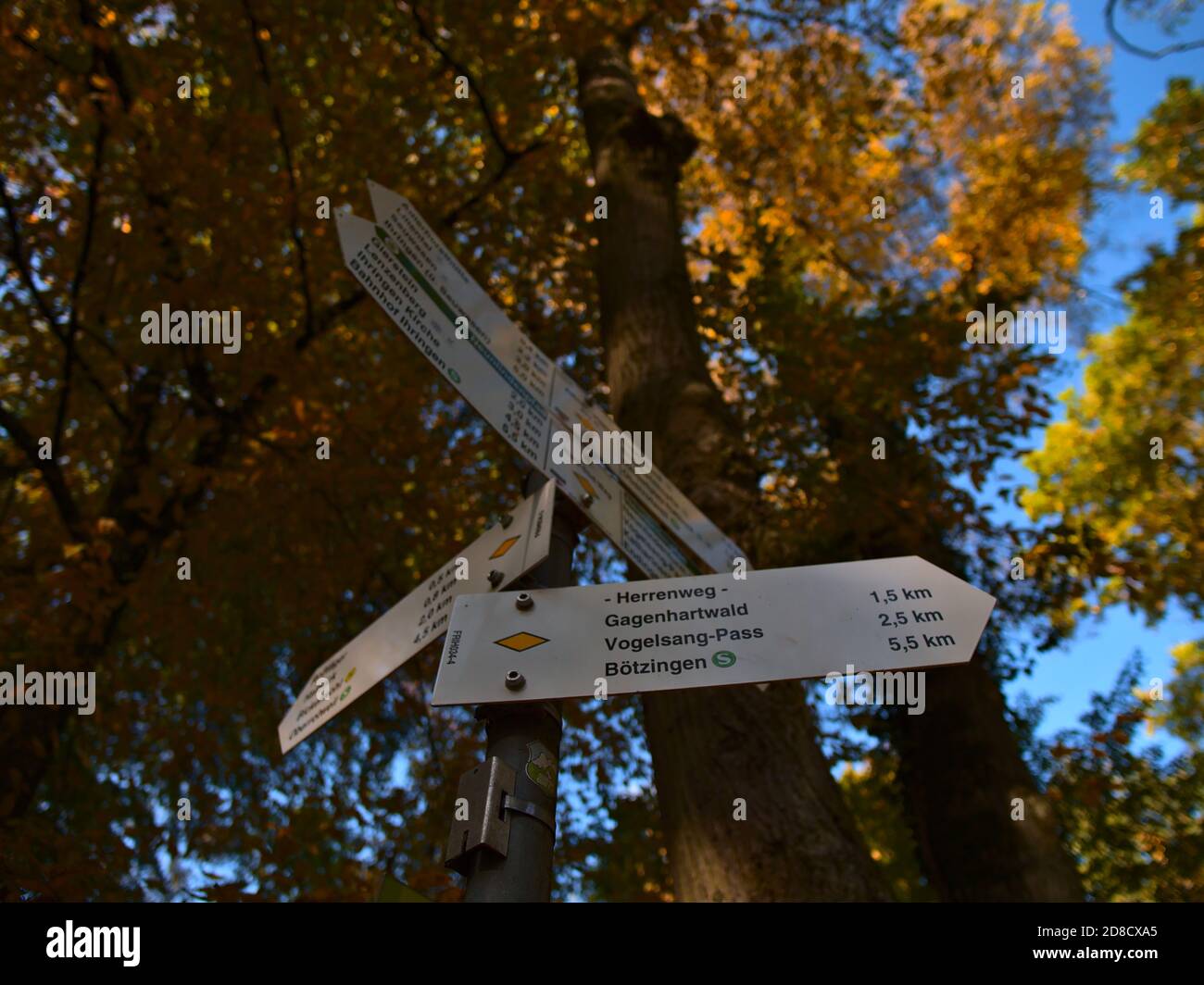 Wegweiser im Wald unter einem Baum mit schönen verfärbten gelben und orangen Blättern im Kaiserstuhl, Deutschland in der Herbstsaison. Stockfoto