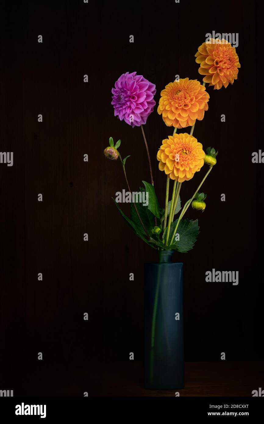 Selbstgewachsene Dahlia Blumen in Vase. Nicht perfekt. Dunkles Stillleben mit Copyspace. Stockfoto