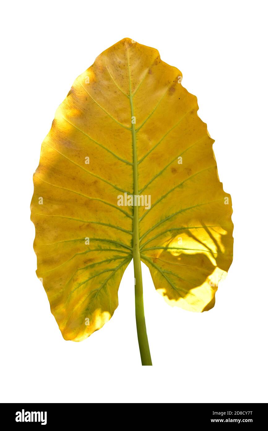Riesenblatt der Taro-Pflanze auch bekannt als: Alocasia machrorhiza,  Dieffenbachia (dummer Stock), Elefantenohr, Cunjevoi isoliert auf weiem  Hintergrund, Schnittpfad Stockfotografie - Alamy