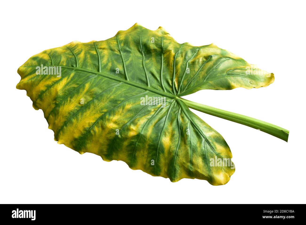 Riesenblatt der Taro-Pflanze auch bekannt als: Alocasia machrorhiza, Dieffenbachia (dummer Stock), Elefantenohr, Cunjevoi isoliert auf weißem Hintergrund, Schnittpfad Stockfoto