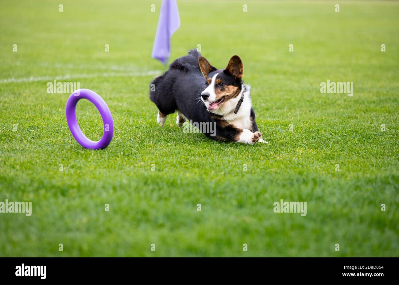 Sportlicher Hund, der während des Lure Coursing im Wettkampf auftrat. Haustiersport, Bewegung, Action, Vorführung, Leistungskonzept. PET's Liebe. Ausbildung junger Tiere vor der Durchführung. Sieht stark, zielgerichtet aus. Stockfoto