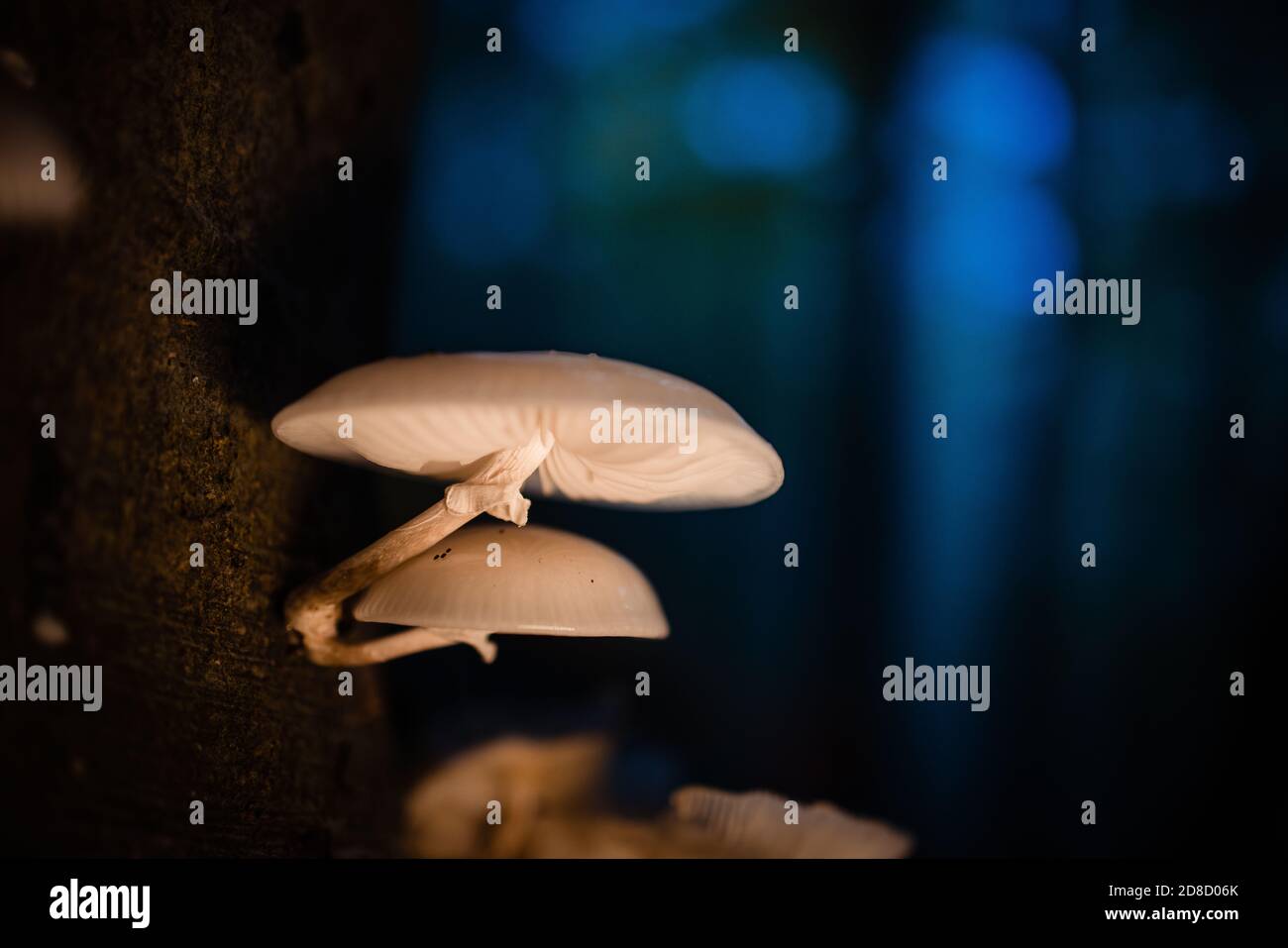 Schöne Aufnahme von Shiitake Pilze auf einem Baumstamm gewachsen Auf einem unscharfen Hintergrund Stockfoto