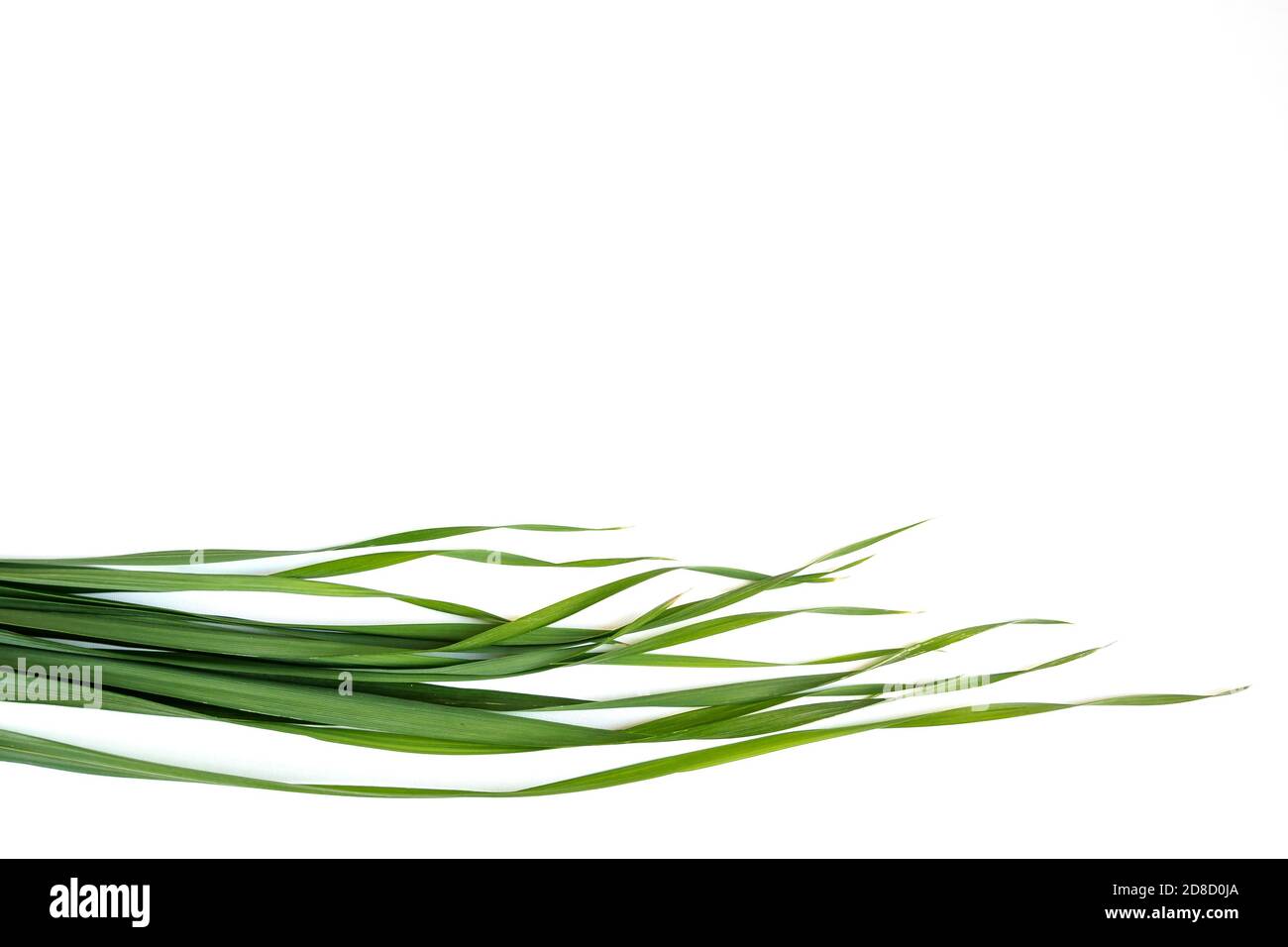 Grüne Hafergrasblätter auf weißem Hintergrund, kopieren Raum Stockfoto