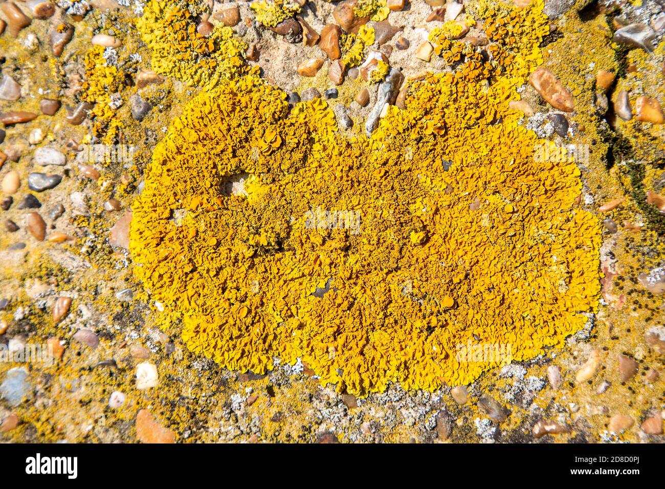 Pioneer Art orange Schildflechte, Xanthoria parietina, raue Betonoberfläche von Pillbox, Suffolk, England, UK Stockfoto