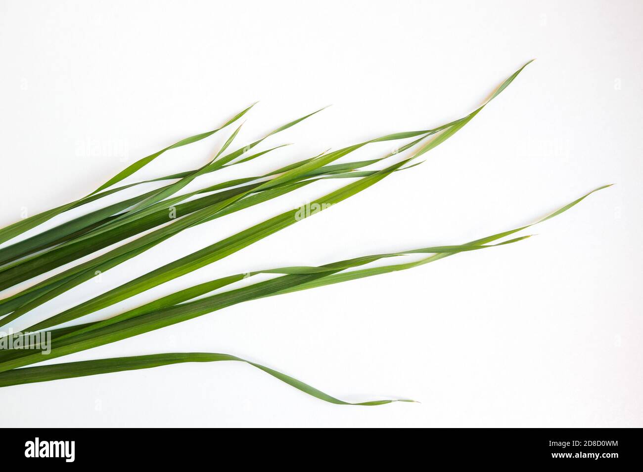 Grüne Hafergrasblätter auf weißem Hintergrund Stockfoto