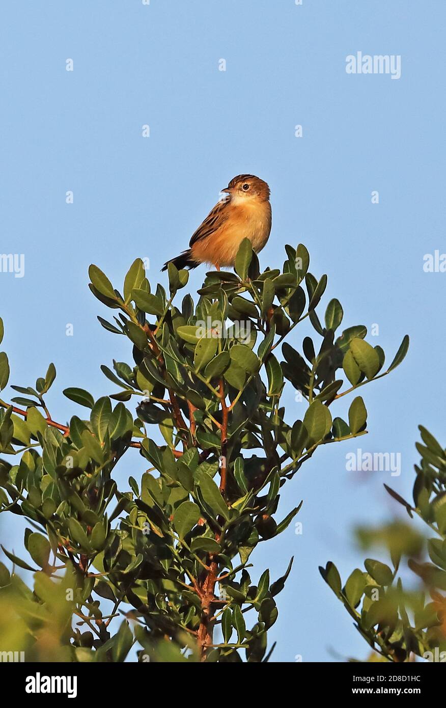 Zitting Cisticola (Cisticola juncidis juncidis) adlt thront auf dem Busch Menorca, Balearen, Spanien Oktober Stockfoto