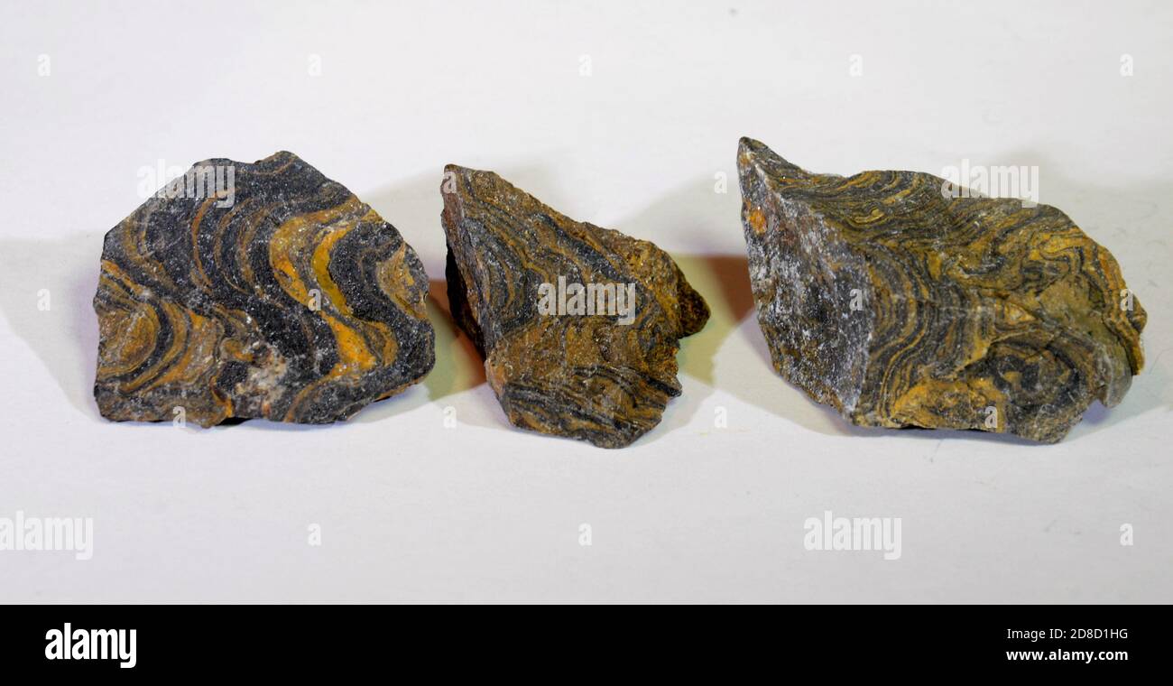 Drei Stück Stromatolie. Die Steine zeigen Schichten, die durch verschiedene Sedimente verursacht werden, die sich im Laufe der Zeit im seichten Wasser absetzen. Stockfoto