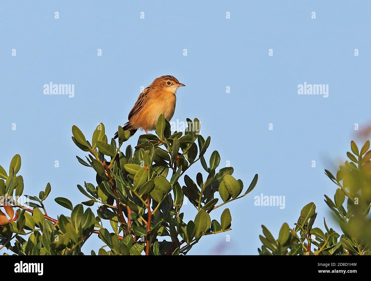 Zitting Cisticola (Cisticola juncidis juncidis) adlt thront auf dem Busch Menorca, Balearen, Spanien Oktober Stockfoto