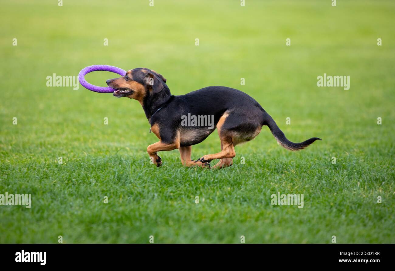 Sportlicher Hund, der während des Lure Coursing im Wettkampf auftrat. Haustiersport, Bewegung, Action, Vorführung, Leistungskonzept. PET's Liebe. Ausbildung junger Tiere vor der Durchführung. Sieht stark, zielgerichtet aus. Stockfoto