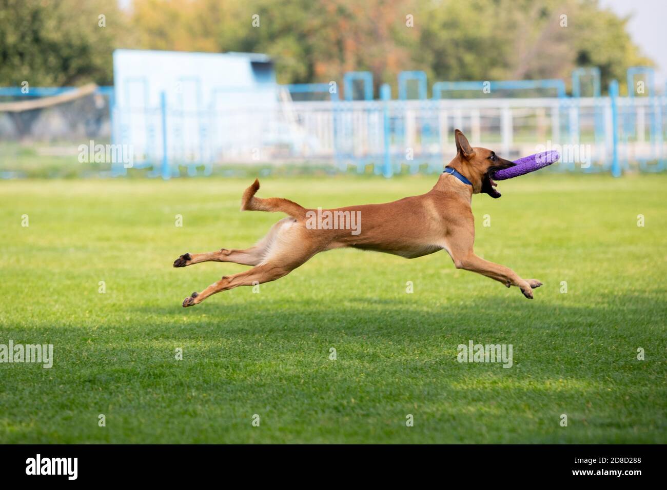 Sportlicher Hund, der während des Lure Coursing im Wettkampf auftrat. Haustiersport, Bewegung, Action, Vorführung, Leistungskonzept. PET's Liebe. Ausbildung junger Tiere vor der Durchführung. Sieht stark, zielgerichtet aus. Stockfoto