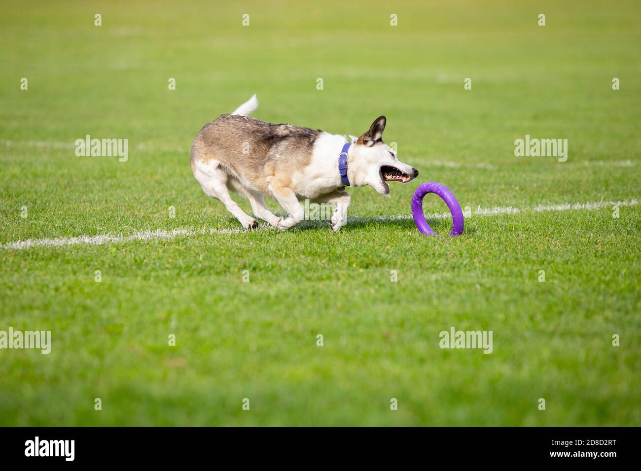 Sportlicher Hund, der während des Lure Coursing im Wettkampf auftrat. Haustiersport, Bewegung, Action, Vorführung, Leistungskonzept. PET's Liebe. Ausbildung junger Tiere vor der Durchführung. Sieht stark, zielgerichtet aus. Stockfoto