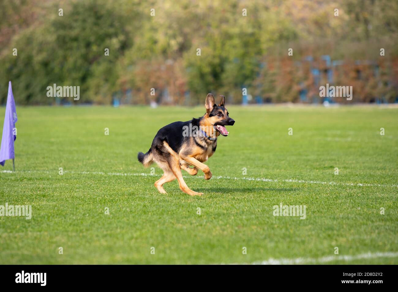 Sportlicher Hund, der während des Lure Coursing im Wettkampf auftrat. Haustiersport, Bewegung, Action, Vorführung, Leistungskonzept. PET's Liebe. Ausbildung junger Tiere vor der Durchführung. Sieht stark, zielgerichtet aus. Stockfoto