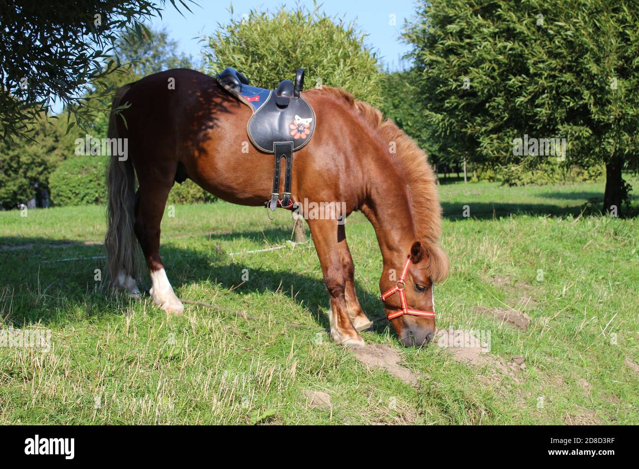 Rot braun Pferd im Geschirr Pferd essen grünes Gras auf Ein sonniger Tag  vor dem Hintergrund von grünen Büschen Stockfotografie - Alamy