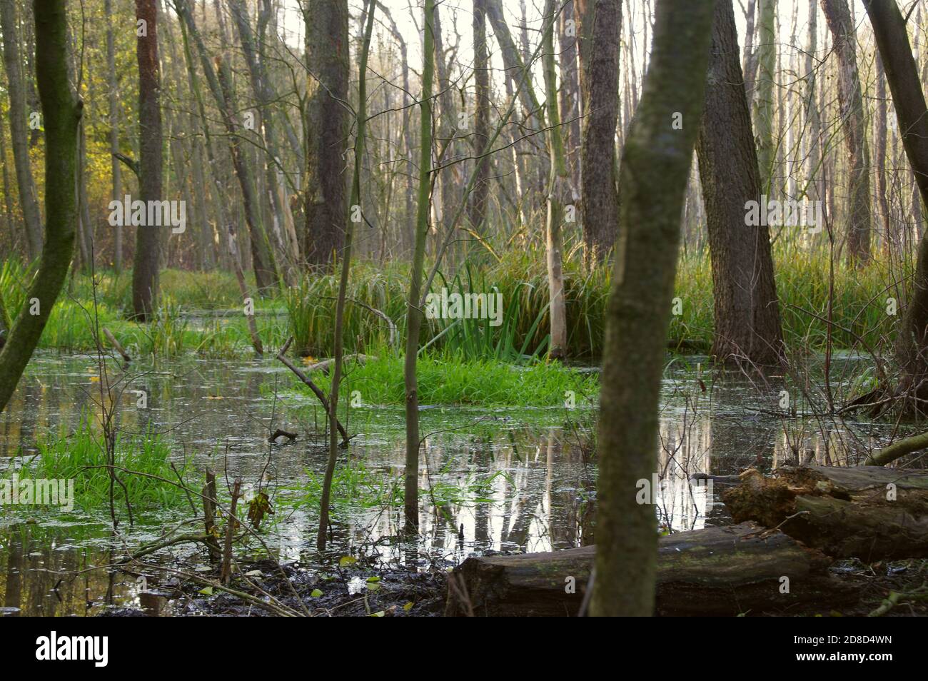 Natürliche Pool und Wiederherstellung Wassereinlagerungen. Ökologie und Umwelt. Teich in der Herbstsaison. Mangrovenwald in Mitteleuropa. Stockfoto