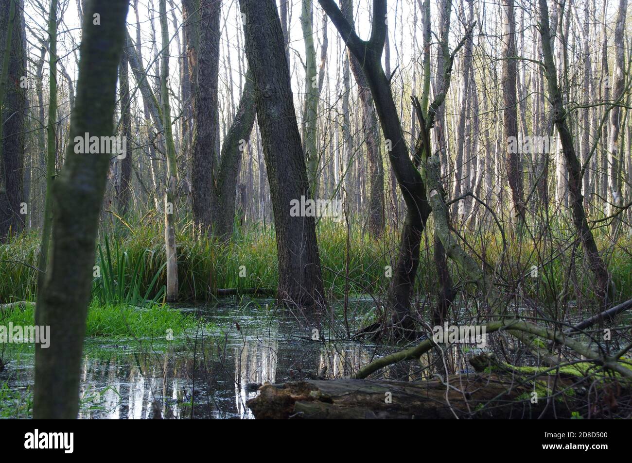 Natürliche Pool und Wiederherstellung Wassereinlagerungen. Ökologie und Umwelt. Teich in der Herbstsaison. Mangrovenwald in Mitteleuropa. Stockfoto