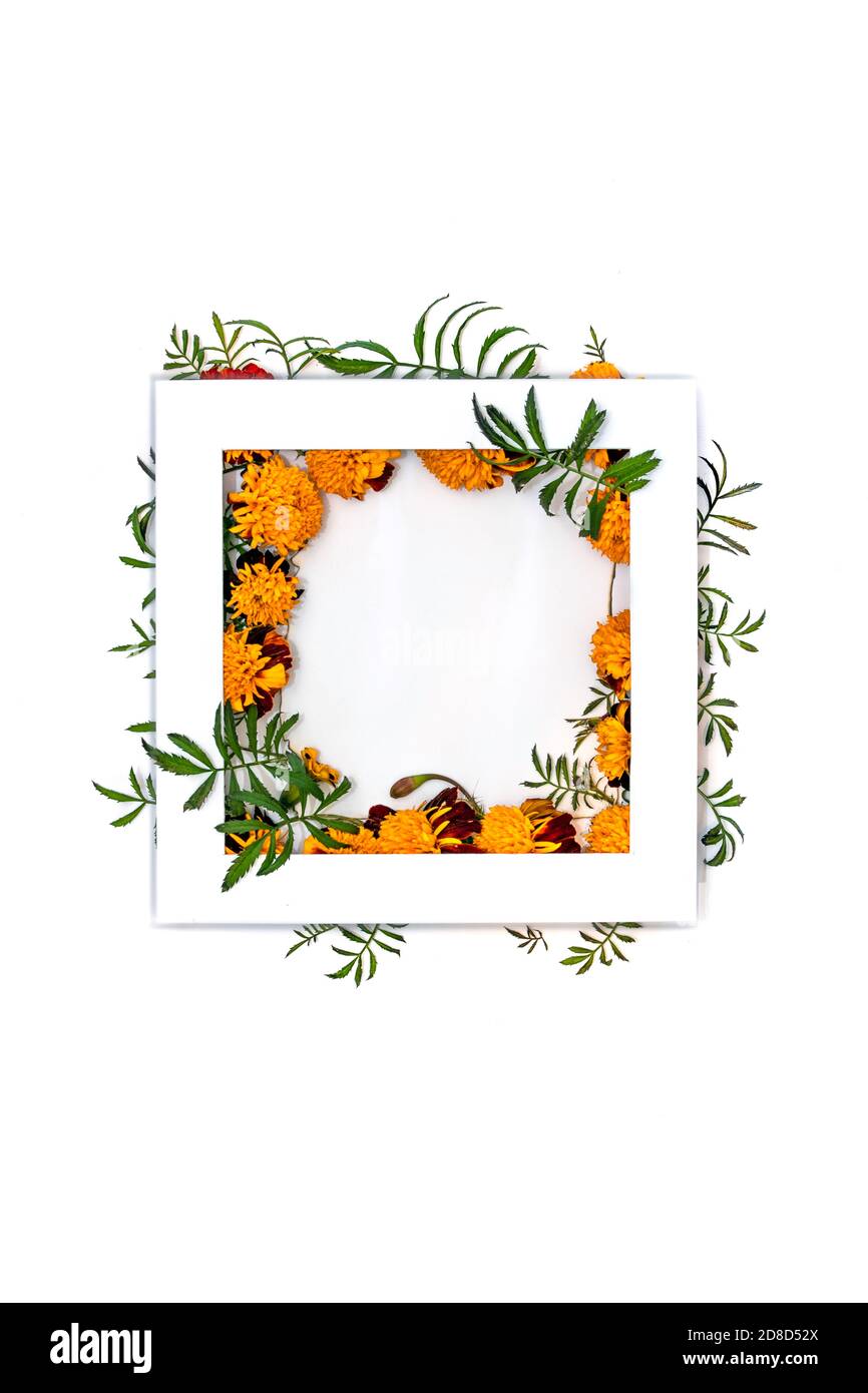 Ringelblumenblätter und Blumen um den weißen Rahmen, vor dem weißen Hintergrund Stockfoto