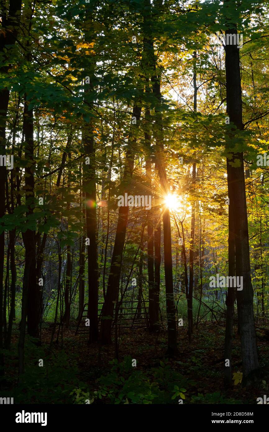 Sonnenaufgang über den Bäumen Stockfoto