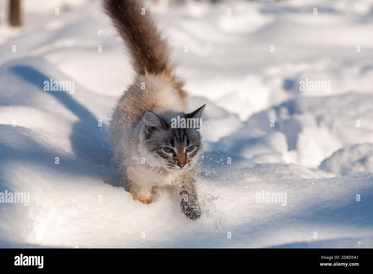 Katze im Schnee. Die Katze erstarrte im Winter draußen, bedeckt von Kälte  die Straße. Die Katze wird mit Schnee auf dem Hof zu weihnachten gespielt  Stockfotografie - Alamy