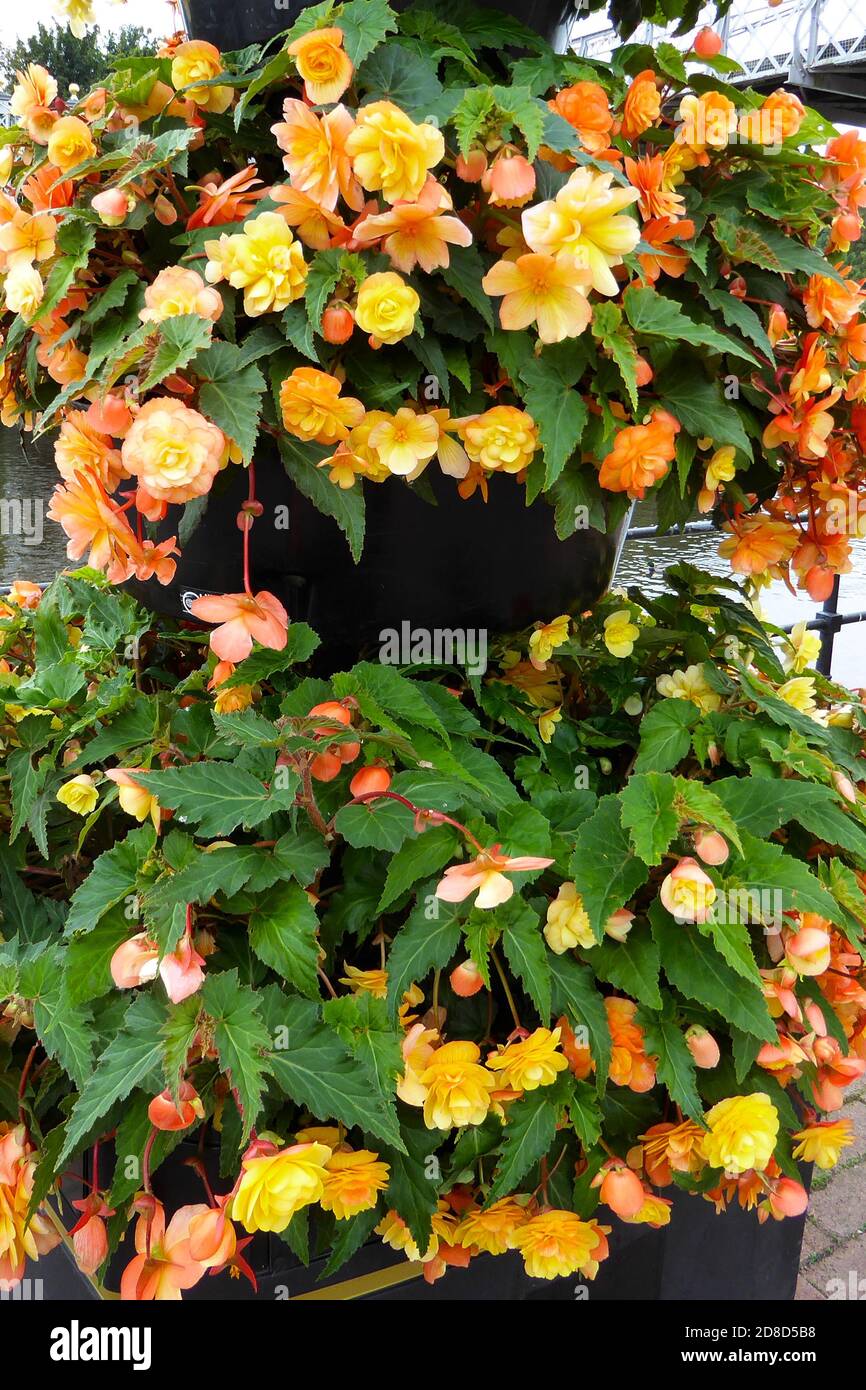 Nahaufnahme der schönen herbstlichen goldenen Orange und gelben Begonia Pflanzen, die im Herbst im Blumentopf im Freien hinuntergehen Stockfoto