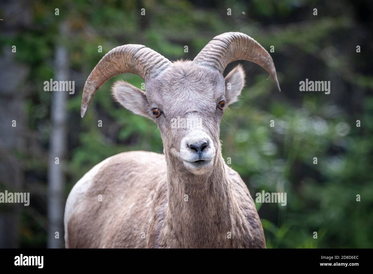 Eine Gruppe von jungen großen Horn Schafe an der Straße in Kanada. Stockfoto