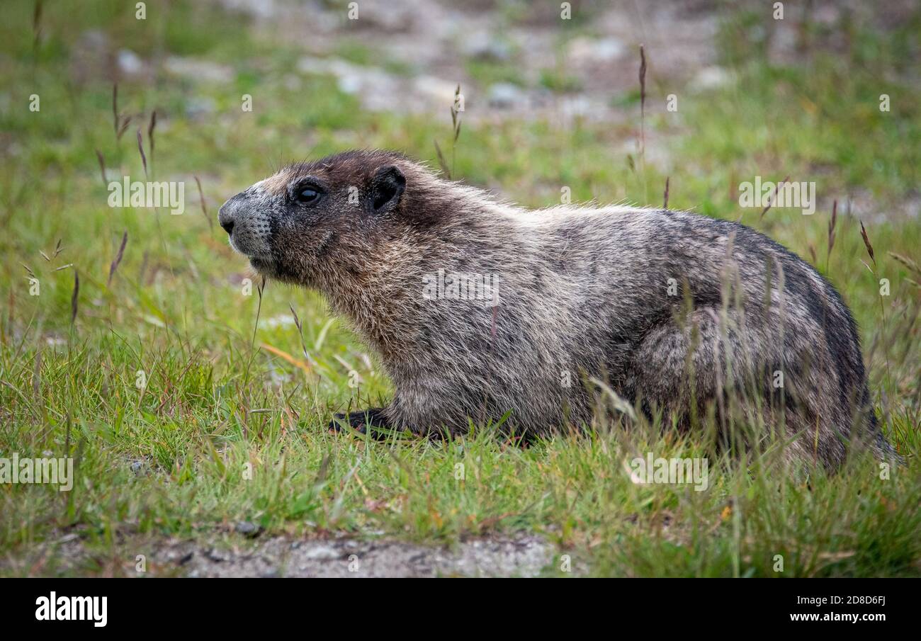 Nahaufnahme eines Murmeltier in Kanada. Stockfoto