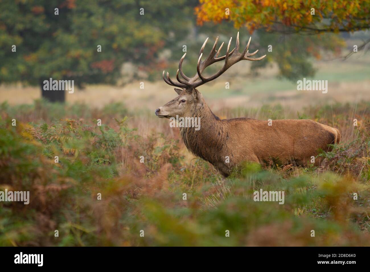Red Deer Stag im Richmond Park Stockfoto