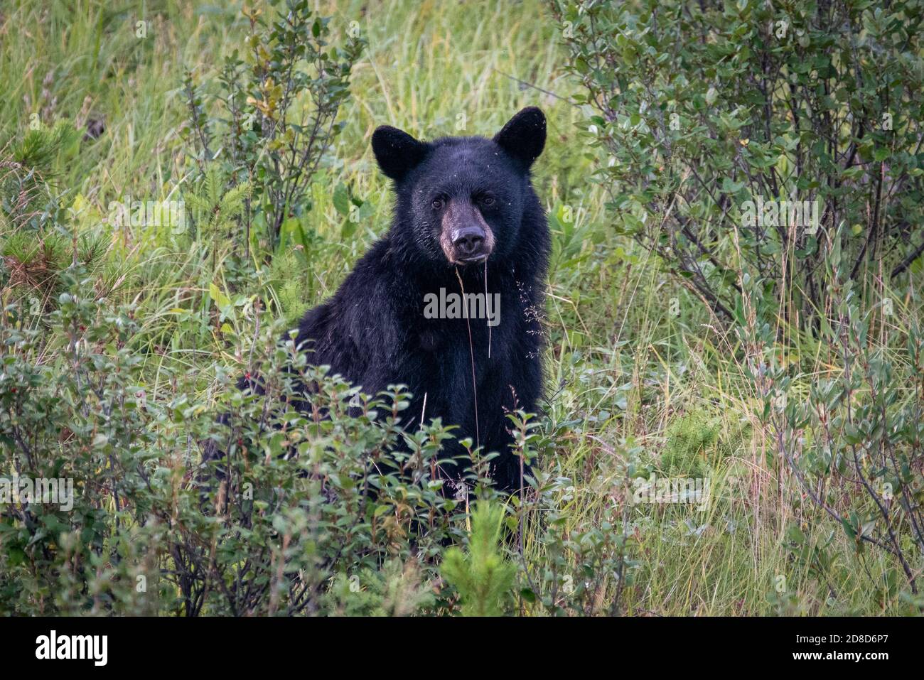 Ein Schwarzbär auf Nahrungssuche in Kanada. Stockfoto
