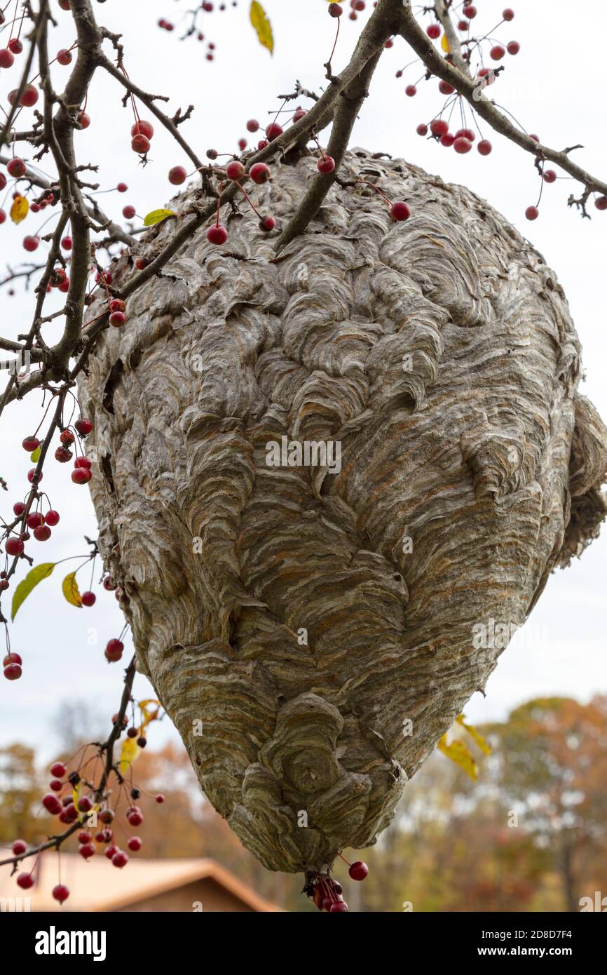 Großes Papierwaspennest, Herbst, E USA, von James D Coppinger/Dembinsky Photo Assoc Stockfoto