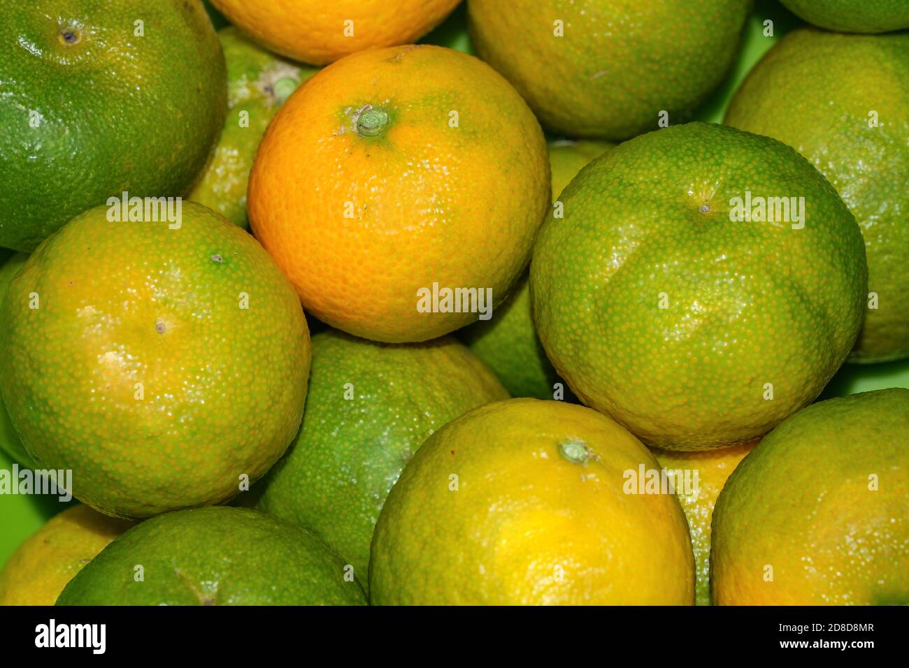 Grüne Mandarine Orangen Frucht Zusammensetzung, Zitrusfrüchte Winter Produkte Hintergrund Stockfoto