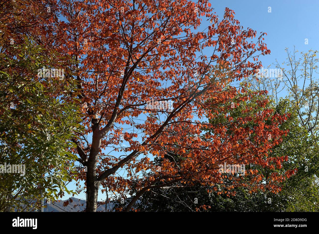 Caregno (Bs),Val Trompia,alberi con colori autunnali Stockfoto