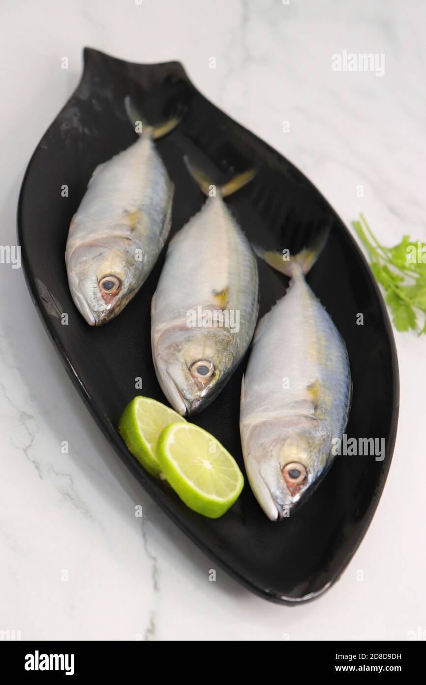 Ungekochte indische Makrelenfische Rastrelliger kanagurta. Auch bekannt als Bangda Fisch. Freier Speicherplatz für Kopien. Zitronenkeil und Koriander. Draufsicht Fischhintergrund. Stockfoto