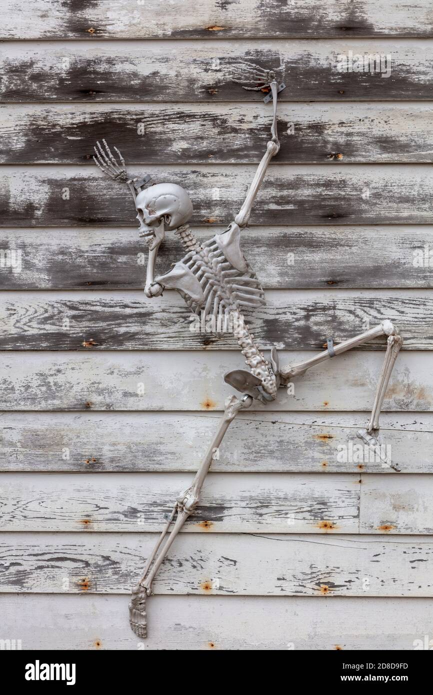 Skelette, Haunted House, Halloween, USA, von James D. Coppinger/Dembinsky Photo Assoc Stockfoto