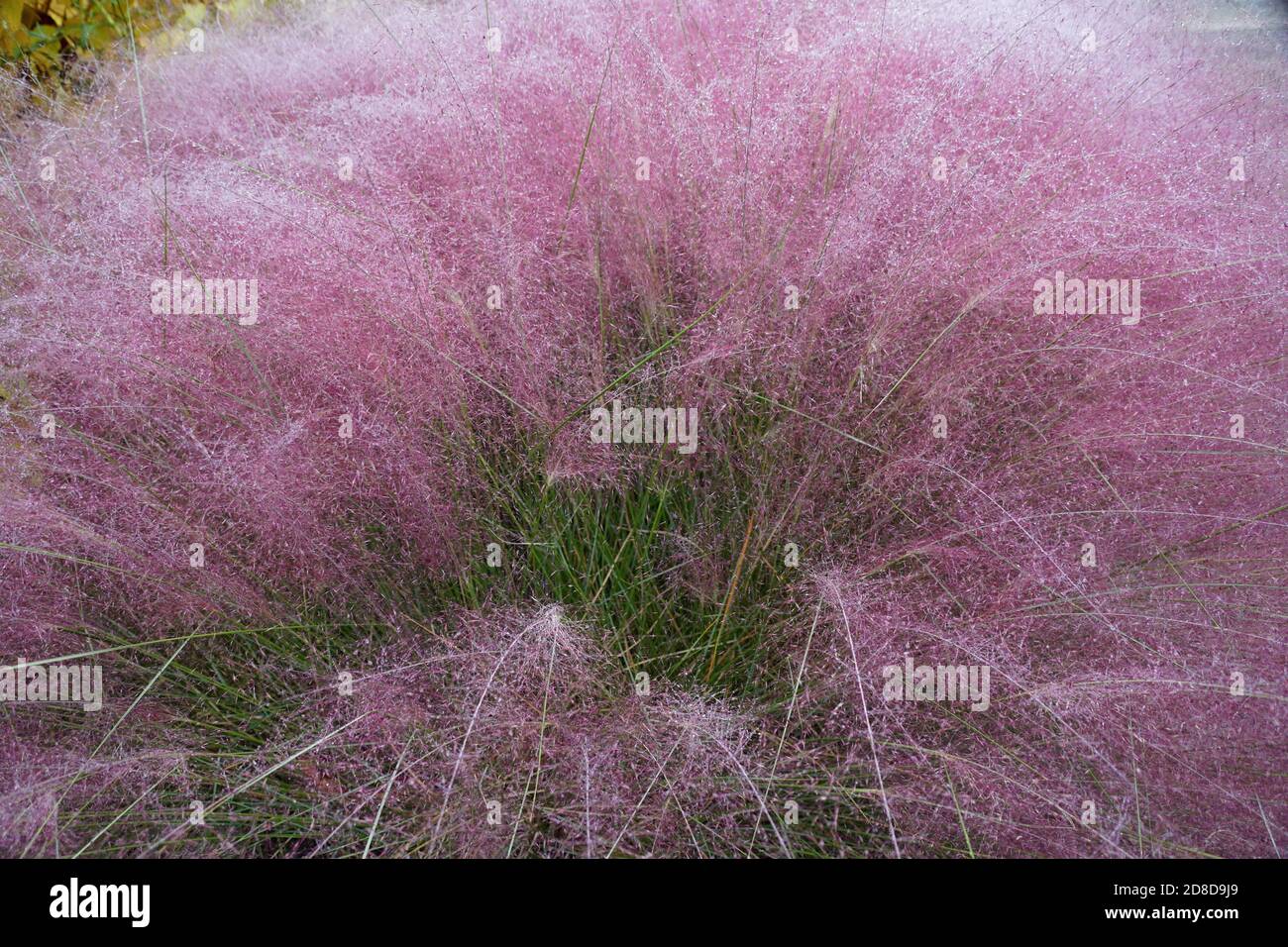 Rosa Muhly Gras, eine schöne Bodenpflanze mit schöner Wolke Stockfoto