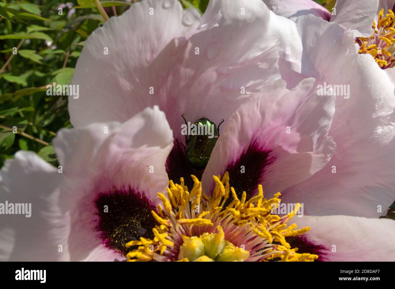 Grün glänzend Mai Käfer kam und versteckte sich in einem Rosa offen blühend schöne rosa Pfingstrose mit kastanienfarbenem Blütenblatt Zentren mit einem gelben flauschigen Zentrum Stockfoto