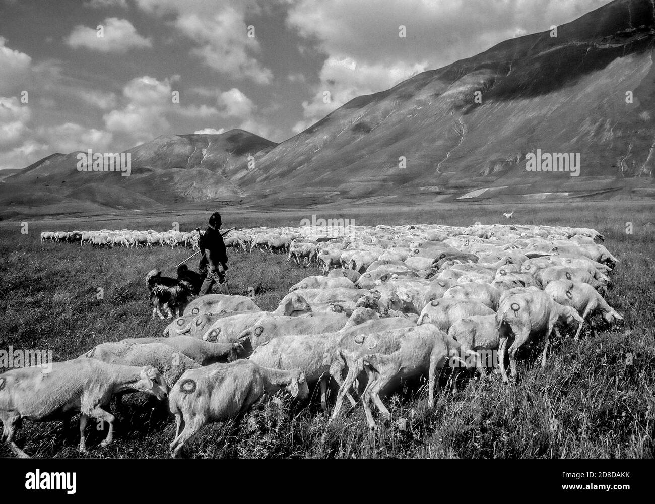 Italien Umbrien Nationalpark Castellluccio da Norcia Sibillini Piana Grande Shepard Stockfoto