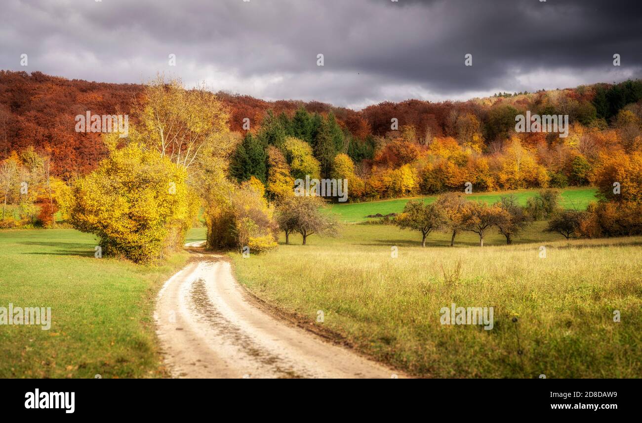 Herbstlandschaft mit goldfarbenem Laub auf der Schwäbischen Alb in Baden-Württemberg, Deutschland, Landschaft Stockfoto