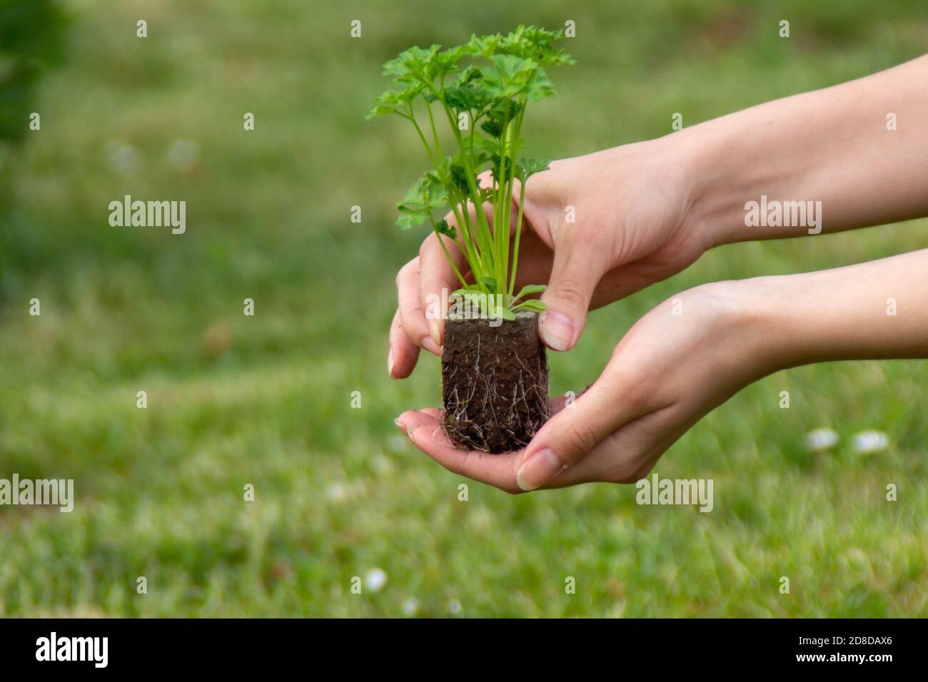 Frau mit zwei Händen hält eine junge Petersilienpflanze. Pflanze Kraut im Garten Stockfoto