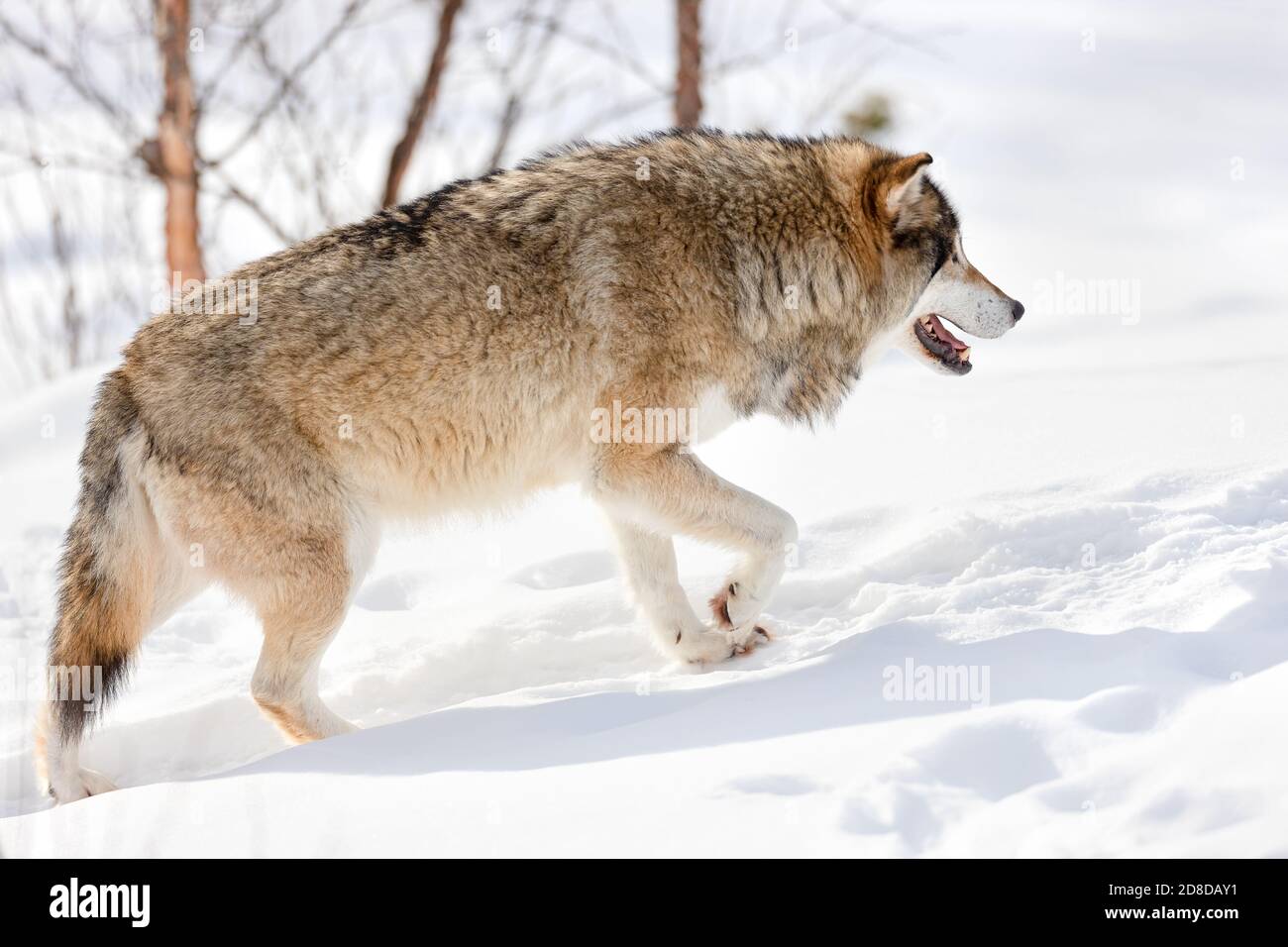 Seitenansicht des pelzigen eurasischen Wolfes, der auf Schnee schlendert Stockfoto