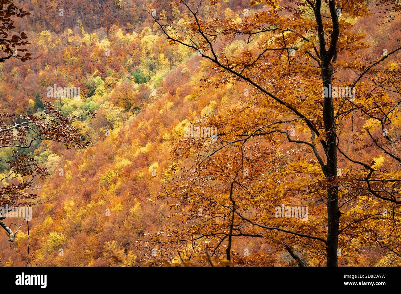 Herbstlandschaft mit goldfarbenem Laub auf der Schwäbischen Alb in Baden-Württemberg, Deutschland, Landschaft Stockfoto