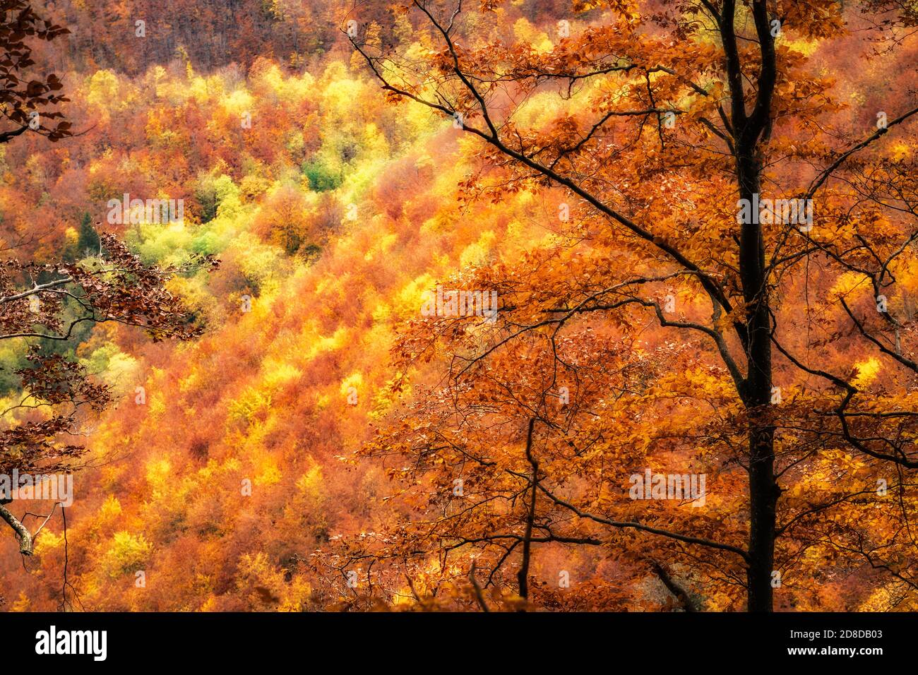 Herbstlandschaft mit goldfarbenem Laub auf der Schwäbischen Alb in Baden-Württemberg, Deutschland, Landschaft Stockfoto
