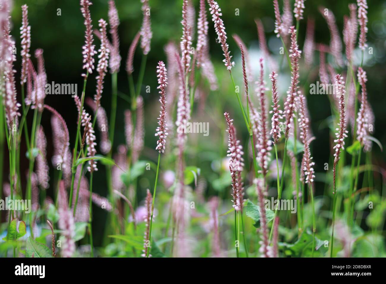 Schöne persicaria maculosa Blume in meinem Garten, Foto im Sommer mit Bokeh (Tiefenschärfe) aufgenommen Stockfoto