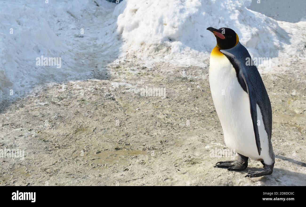 Baby Emperor Penguin Walking Stockfotos Und Bilder Kaufen Alamy