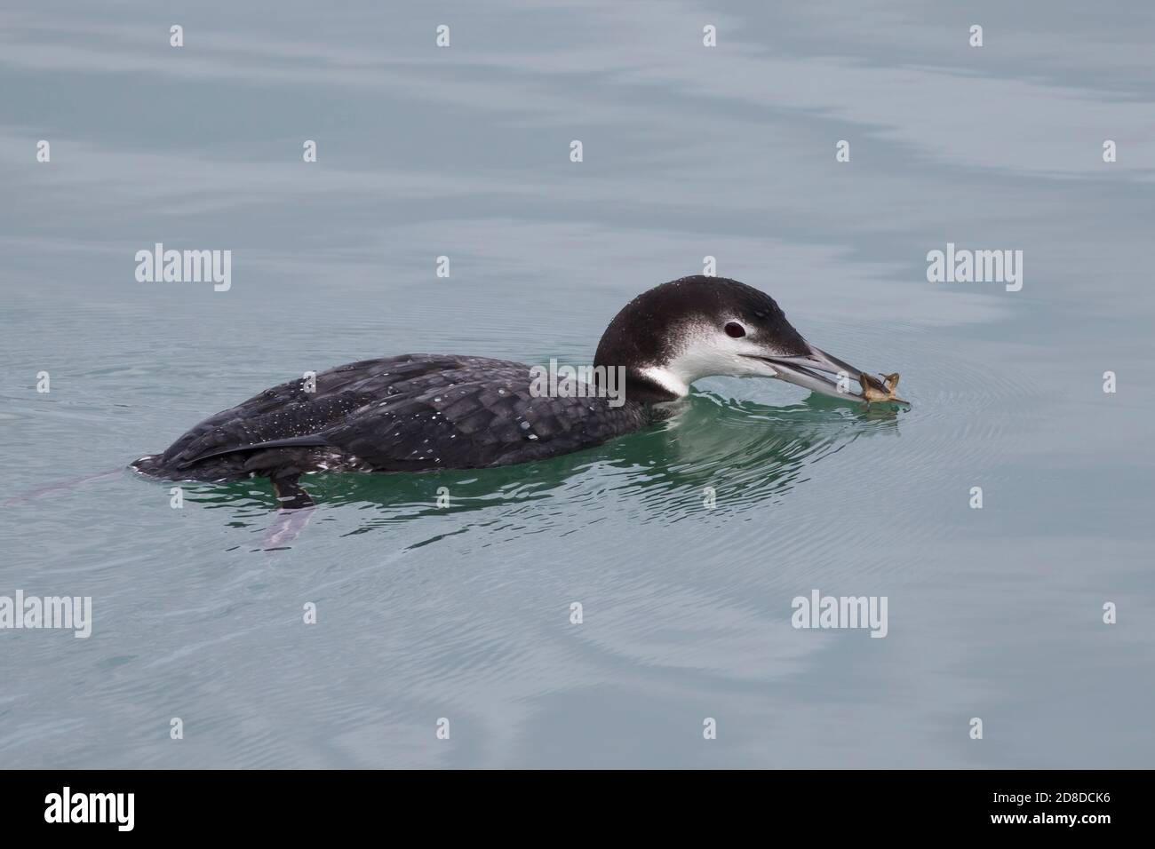 Juvenile Great Northern Diver oder Loon (Gavia immer) Schwimmen und Krabben fangen in Newlyn Harbour Cornwall Stockfoto