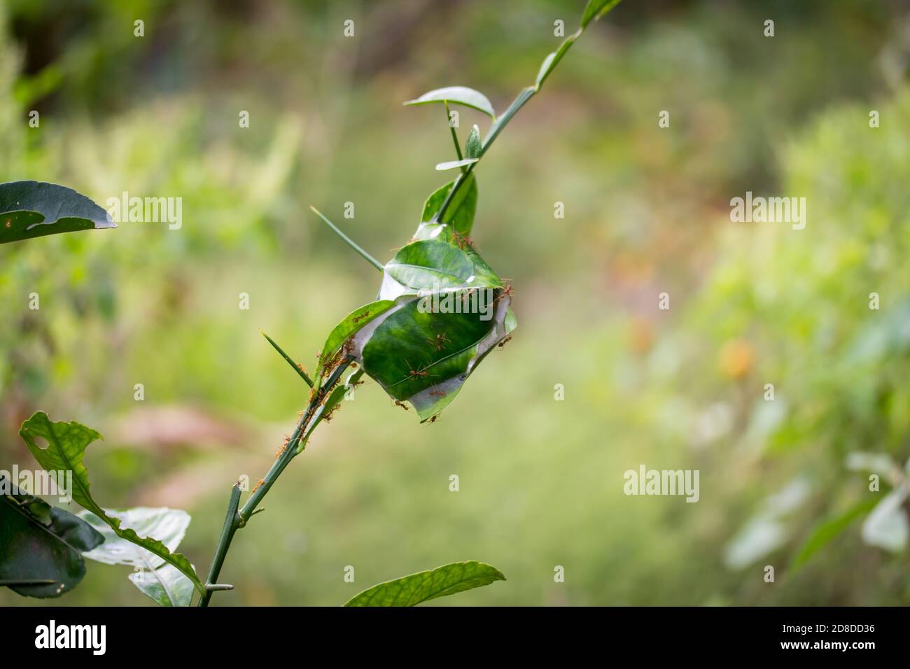 31+ Ameisen Nest Im Garten, Hier erfahren sie, welche maßnahmen