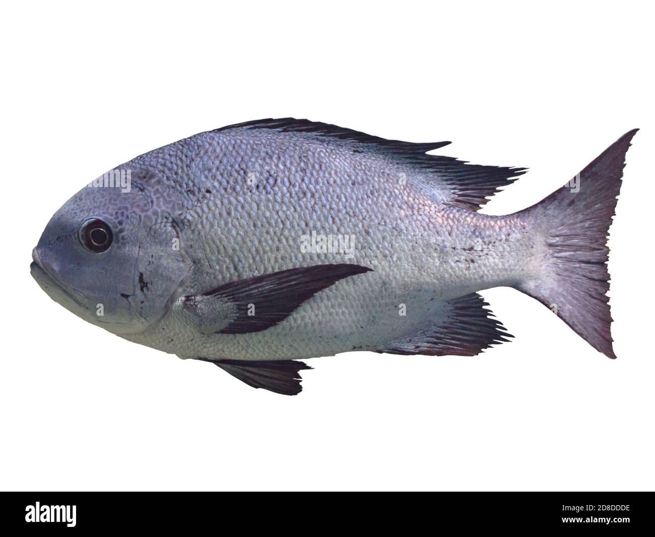 Tropische Fische isoliert auf weißem Hintergrund - schwarz und weiß snapper (Makolor niger) Stockfoto