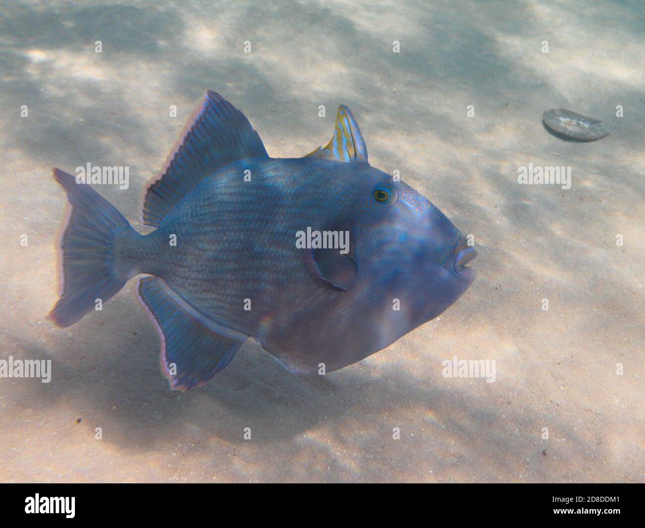 Blaue Triggerfische tropischen Wunsch Schwimmen im Meer unter Wasser Stockfoto