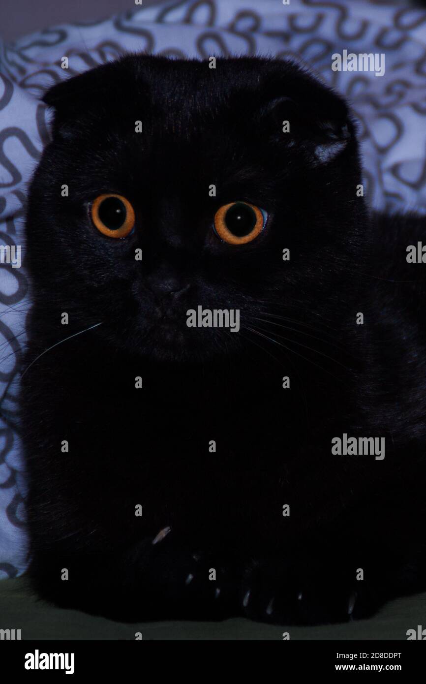 Massiv schwarz glänzend schottisch-faltig Kitty sieht überrascht mit seinen großen runden gelben Augen. Schwarze Katze ist nachdenklich und überrascht. Die Katze ist verwirrt Stockfoto